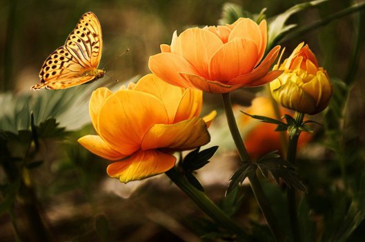 Yellow3