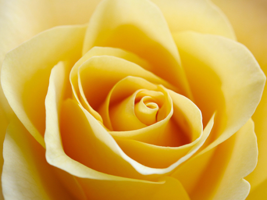 yellow4