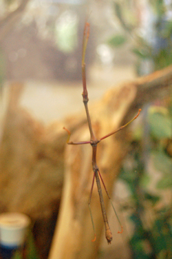 Walking Stick Revealed!