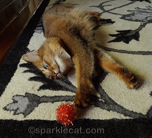 somali cat playing with orange glitter ball