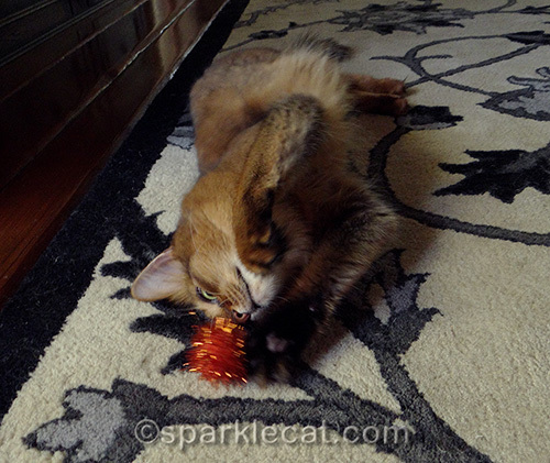 somali cat playing with orange sparkle ball