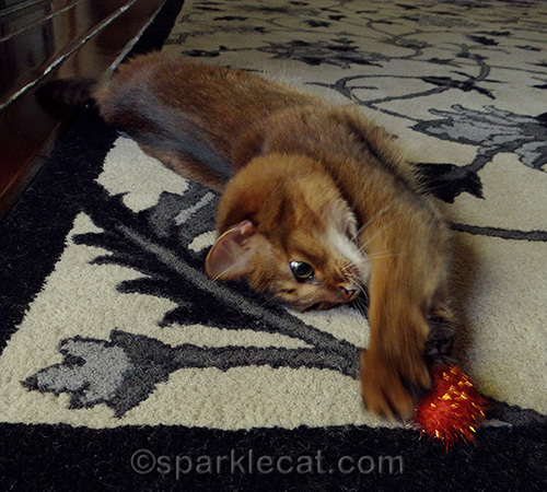 somali cat trying to catch orange sparkle ball