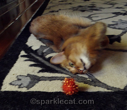 somali cat going crazy over orange sparkle ball