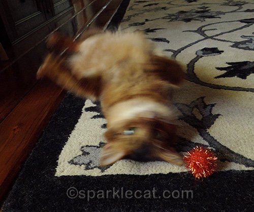 blurry Somali cat and orange sparkle ball