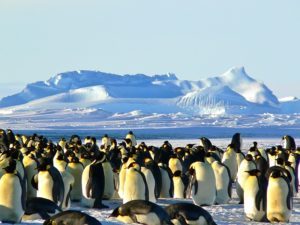 emperor-penguins-429127_640