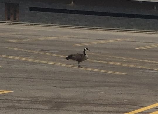  photo Parking Lot Goose_zpssquzrbux.jpg