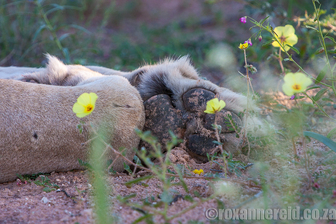 Kalahari in bloom