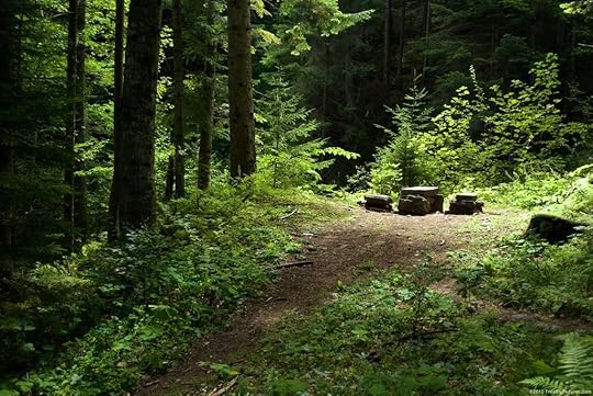  photo forest-clearing_zpsmx2xn7yy.jpg