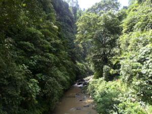 Sekumpul Waterfall Review 6 - From the Bridge - Survive Travel