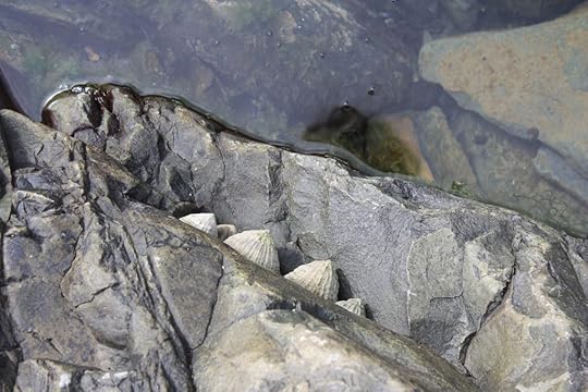 tide pool