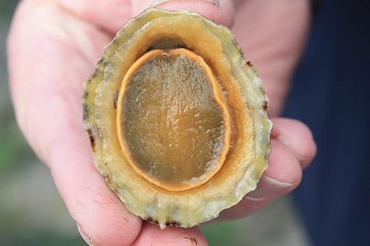limpet