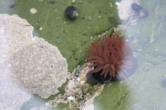anemone