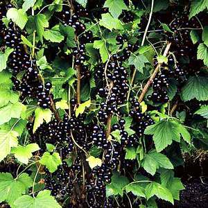 blackcurrant-image1