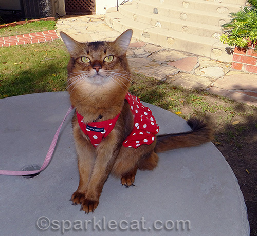 somali cat poses in red polka dot dress