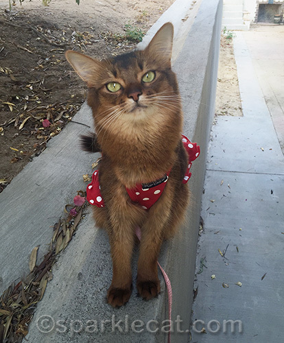 somali cat on leash in red polka dot dress sitting on wall
