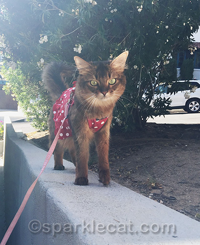 somali cat on leash walking on wall