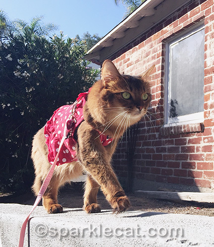 somali cat in sun, walking on wall on a leash