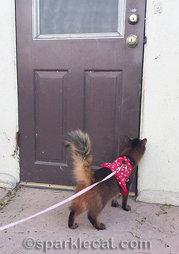 somali cat in red polka dot dress at side door