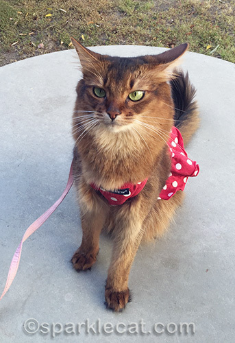 somali cat in red polka dot dress looking annoyed