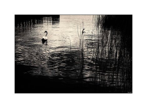 Wetlands - Cardiff Bay 2016 low srgb
