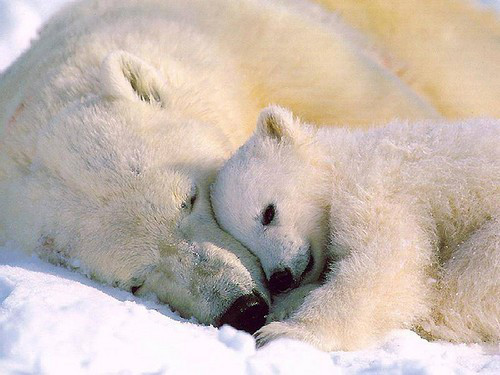 Mothers Love