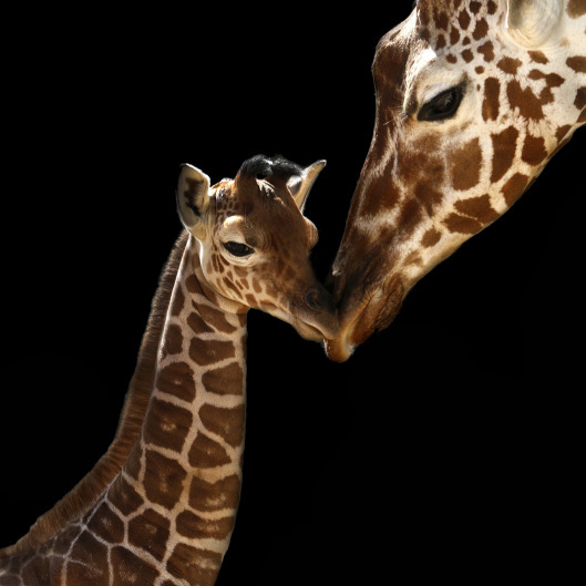 Mothers Love1