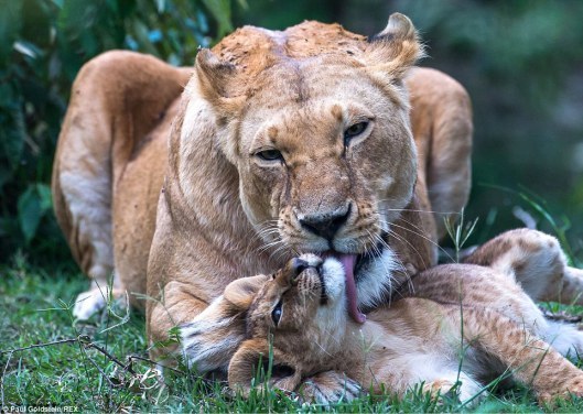 Mothers Love2