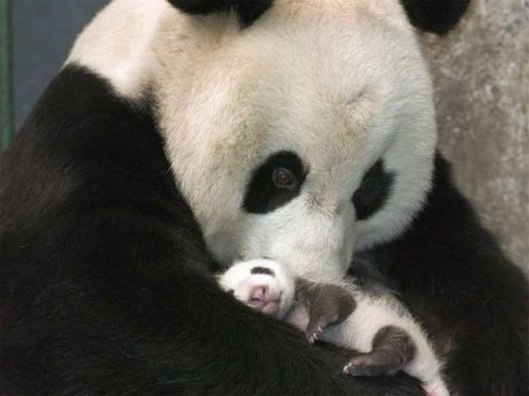 Mothers Love3