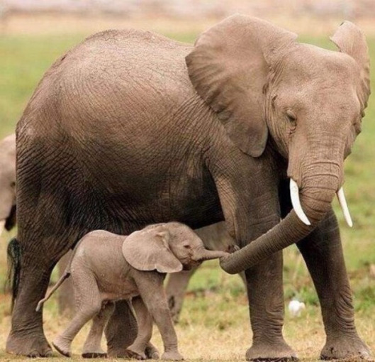 Mothers Love4
