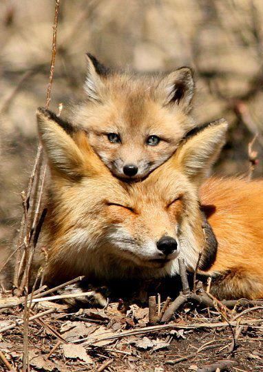 Mothers Love5