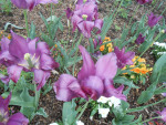 DSCN2649
