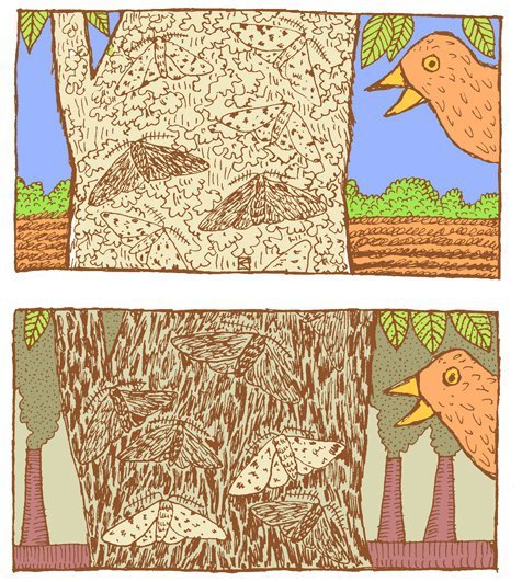 Need Help Teaching Natural Selection? Try This!