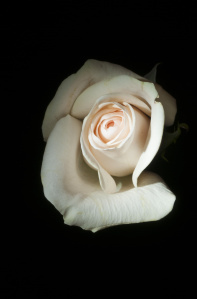 Rose Unsplash