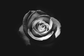 rose bw