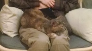 cat cafe dillute tortoiseshell