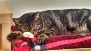 cat cafe brown tabby