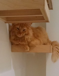 orange fluff zoomed out