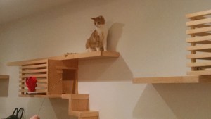 cat cafe orange tabby on shelf zoomed out