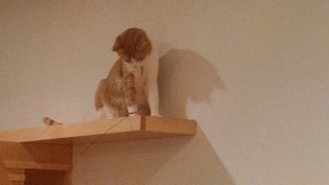 cat cafe orange tabby on shelf