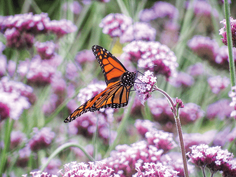 Photo: You give us all butterflies