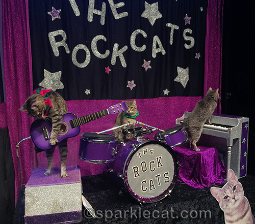 The Rock Cats at the Acro-Cats show