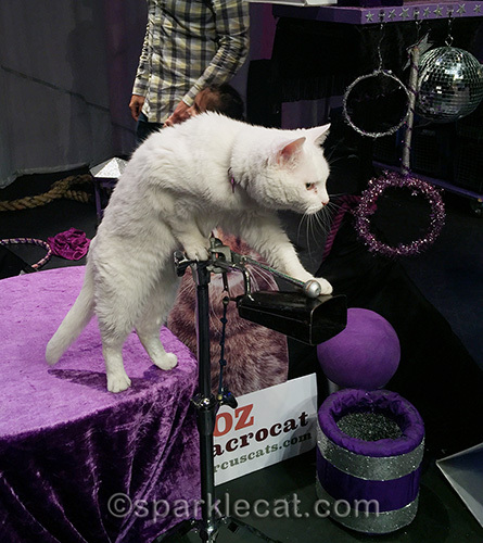 Tuna of the Rock Cats playing cowbell