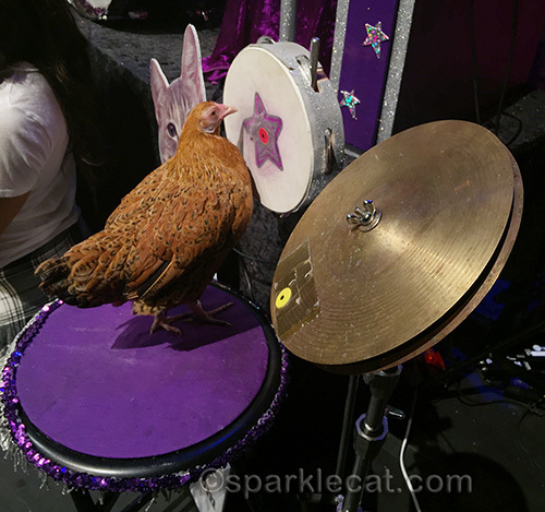 Cluck Norris of the Rock Cats playing percussion