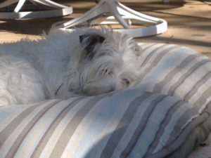 Zelda, taking a nap on her dog bed