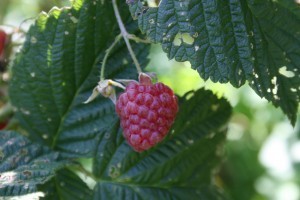 So good you can have lunch while picking them come late July.