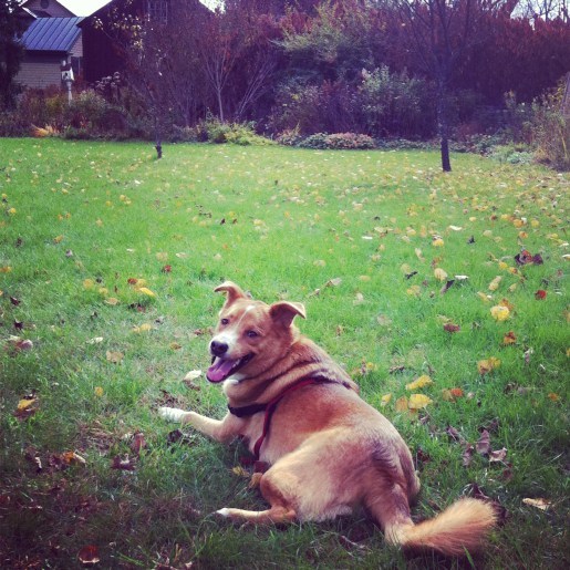 Resting after a run upstate