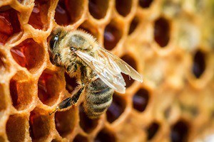 Bee_propolis_CAPE_Anticancer_Beta_Catenin_WNT_TCF