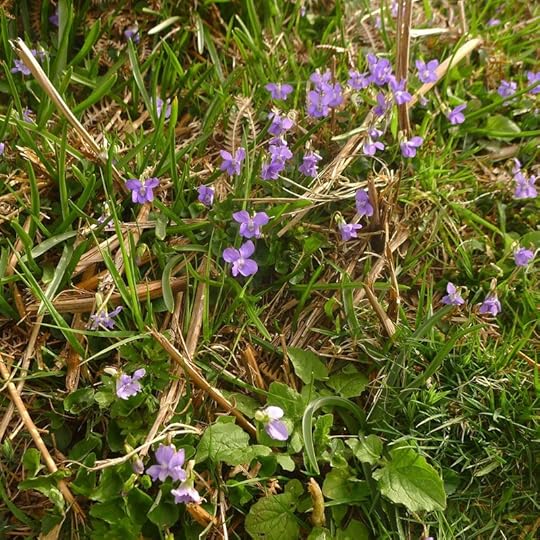 Wild violets