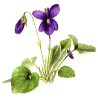 Violet
