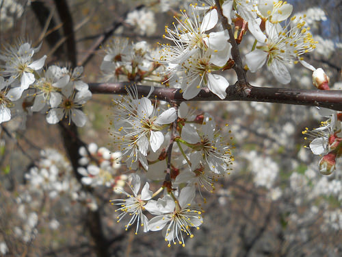 blossoms